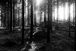 Sun shining through a dense pine forest