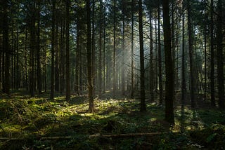 Sunlight streaming through the treeline of a dark forest.