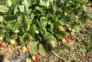 How to Grow Late Season Strawberries