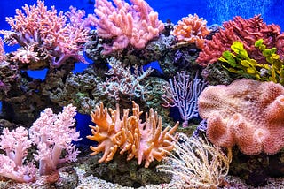 Fondation “Plant a Million Corals” par David Vaughan