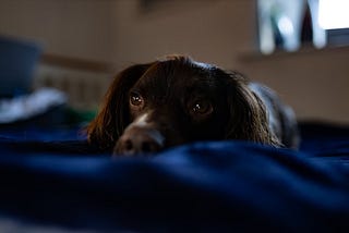 New Year’s Fireworks and Nervous Dogs: A Guide to Keeping Your Canine Companion Calm