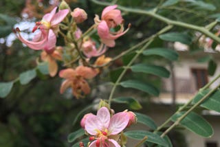 what’s hanging on the trees — Jaipur