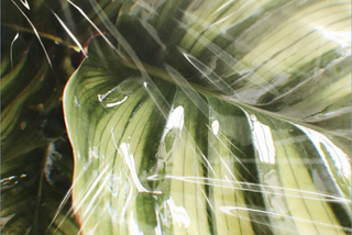 Großes Blatt einer Grünpflanze, mit einer durchsichtigen Plastikfolie darüber.