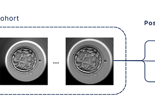 The Art of Understanding: Explainability in AI-Assisted Embryo Selection