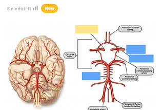 Example of studying an image occlusion card on cerebral vascular supply