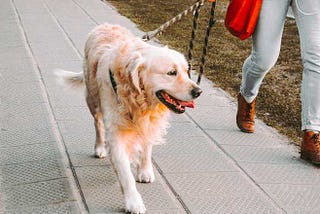 Dog walking — here’s why and how you should walk your pet