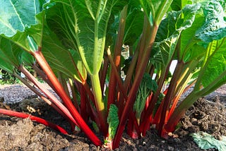 Rhubarb an amazing fruit-vegetable worth tasting.