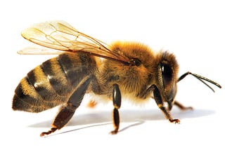 A honey bee with intentions open to interpretation.