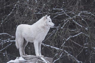 How to Survive as a Content Marketing Lone Wolf