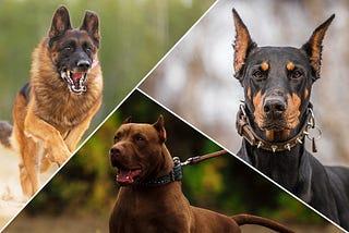 The Best Guard Dog Breeds For Families And Children