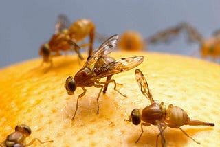 Combining techniques offers solution for growers with fruit fly problems