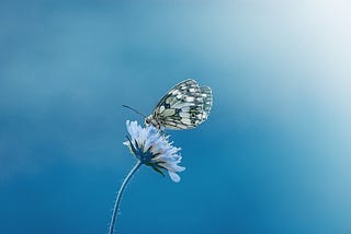 Image with a blue sky background and a bluish flower in the middle of it with a white and black butterfly on it.