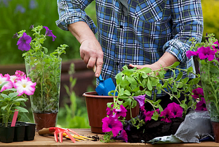 “Sow, Grow, Glow: The Art of Gardening for Beginners”