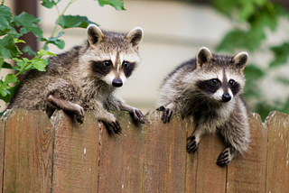 How Raccoons Helped Me Become A Better Salesperson