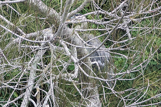 An egret, hidden in the mangroves and pine trees at the side of a tidal canal in St. Petersburg, Florida.