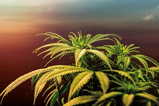 9 POPULAR MARIJUANA INDICA STRAINS