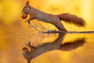 Red Squirrel rising out of the water carrying a nut in its mouth