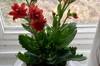 a kalanchoe plant with reddish blooms in a kitchen window, with a grassy yard in the background