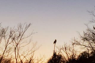 The black outline of a Great Horned Owl perched on a tall branch in a wooded area at dusk.