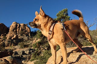 Discover Just How You Plus Your Dog Can Continue To Get Pleasure From Hikes Together