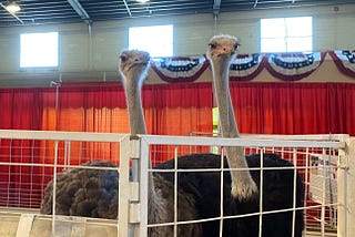 Ostriches, Olives, and Onion Rings