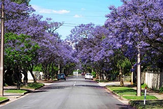 Deseos infantiles bajo una jacaranda.