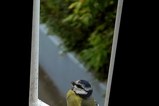 Little Bird Outside My Window