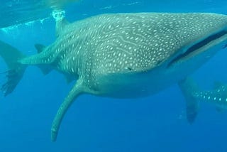 I Sailed Twenty Thousand Miles to Swim with Whale Sharks