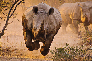 Adding GPS-trackers on rhinos to save them whilst working on a Kickstarter campaign