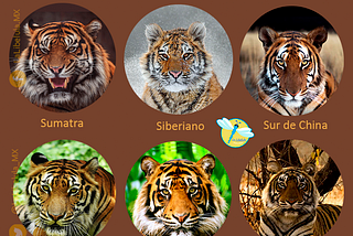 Cuántas especies de tigres existen