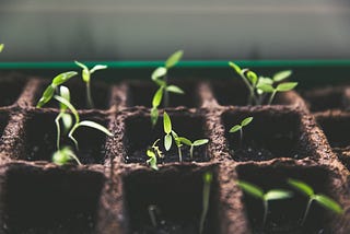 Plant stems growing in pots