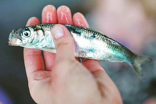 a shiny fish held in someone’s hand