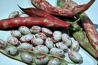 Cranberry Beans farm USA