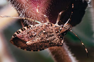 Brown marmorated stink bug on plant