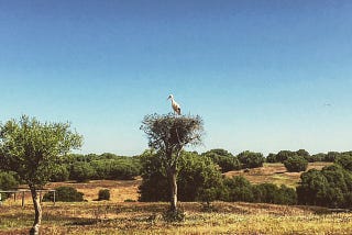 Andalusian Days (V): Rustic Mystique and Country Cooking Around Seville