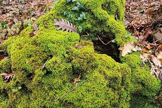 Doğanın Kalbi // The Heart of Nature