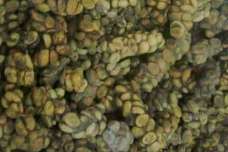 Most Valuable Coffee in the World