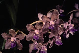 An efficient nutrient medium for asymbiotic seed germination and in vitro plant generation of Vanda…