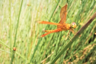 Dragonfly in the farm