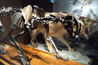 A FOSSIL SABERTOOTH CAT