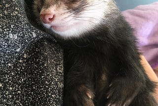 What Is The Minimum Cage Size For A Ferret?