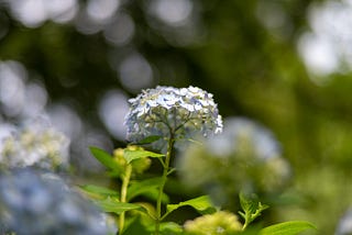 Hydrangeas that Color the Rainy Season