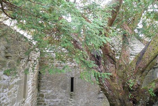 The Truth About the Trees in Ireland