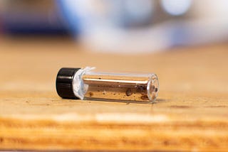 Bed bugs are kept inside a small glass vial with a black lid for use with training detection dogs.