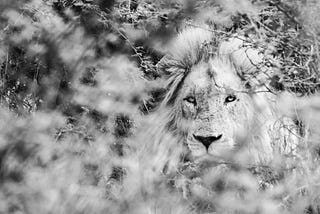 Kruger National Park, South Africa