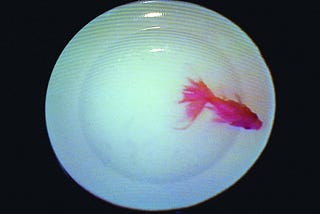 被結構捕獲的時間，兩種創作歷程的比較