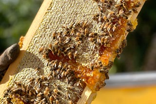 Nurturing Relationships: Lessons from Beekeeping and the Art of a Honey Harvest