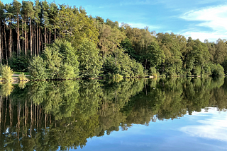 water reflexions forest lake