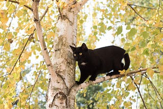 A black cat standing on the branch of a tree.