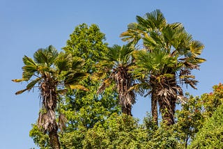 Three Trees or Palms in Palm Springs, CA